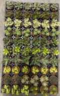1" Succulent Assortment w Saucer